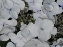 Hortensia